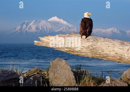 Amérique du Nord ; États-Unis ; Alaska ; Adak Island ; Clam Lagoon; faune ; oiseaux ; oiseau de proie ; chauve ; aigle; Haliaeetus leucocephalus ; mature ; pêche. Banque D'Images