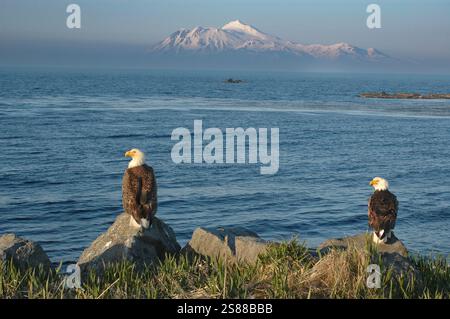 Amérique du Nord ; États-Unis ; Alaska ; Adak Island ; Clam Lagoon; faune ; oiseaux ; oiseau de proie ; chauve ; aigle; Haliaeetus leucocephalus ; mature ; Great S Banque D'Images