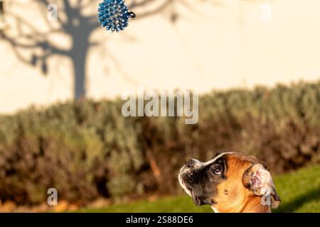 Beau Boxer Dog regarde un jouet qu'il ne peut pas atteindre. Banque D'Images