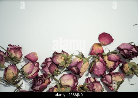 Composition colorée de roses desséchées sur fond blanc. Banque D'Images