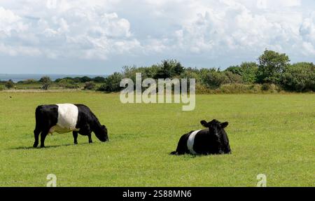 Bovins Galloway ceinturés sur une prairie près du phare de Kampen, île de Sylt, Allemagne Banque D'Images