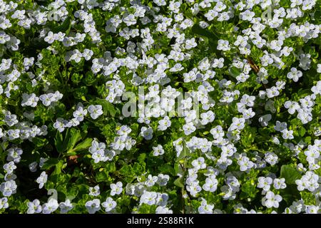 Veronica agrestis, communément appelé Green Field speedwell. Banque D'Images