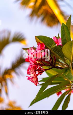 Fleur de frangipanier rouge dans le soleil du soir, ciel bleu en arrière-plan, faible profondeur de champ, foyer sélectif Banque D'Images