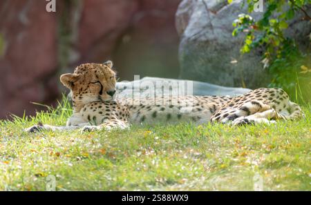 gros plan sur la variété d'animaux au zoo Banque D'Images