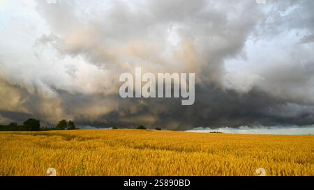 Nuages sombres et mauvais temps orageux orages à la récolte sur le paysage des champs de blé et d'épeautre. Orage agriculture tempête météo campagne. Banque D'Images