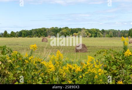Balles dorées sur le foin dans les champs de maïs dans la campagne le jour ensoleillé Banque D'Images