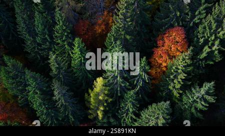 Foresterie - Forêt automne de la forêt de feuillus et de sapins de vue d'oiseau - nature colorée - environnement - été indien. Banque D'Images