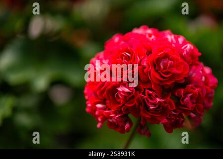 Double tête de fleur rouge de pélargonium en gros plan Banque D'Images