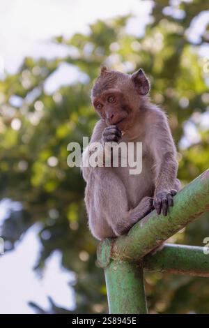 Portrait du corps entier d'un bébé singe sur une clôture verte mangeant des noix, avec un fond flou, mettant en valeur son expression unique et son comportement naturel Banque D'Images
