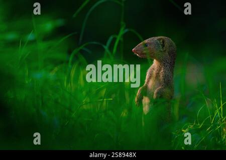 Une Mongoose grise indienne se tient vigilante dans une herbe verte vibrante, entourée d'une ambiance luxuriante et mystérieuse. L'éclairage tamisé ajoute à l'atmosphère sereine. Banque D'Images
