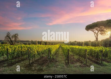 Vignobles Bolgheri, oliviers et pins au coucher du soleil, saison d'automne. Paysage en Maremme, région Toscane, Italie, Europe. Banque D'Images