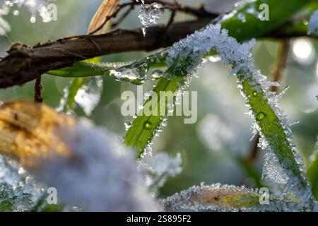 Une branche couverte de neige et de glace. La branche est verte et a quelques gouttes d'eau dessus Banque D'Images