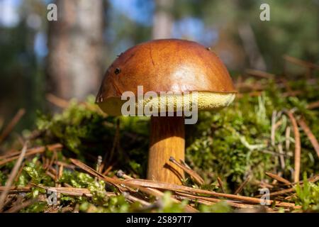 Imleria badia, communément connu sous le nom de Bay Bolete, est un champignon comestible à pores trouvé en Eurasie et en Amérique du Nord, où il pousse dans les conifères ou les mélanges Banque D'Images