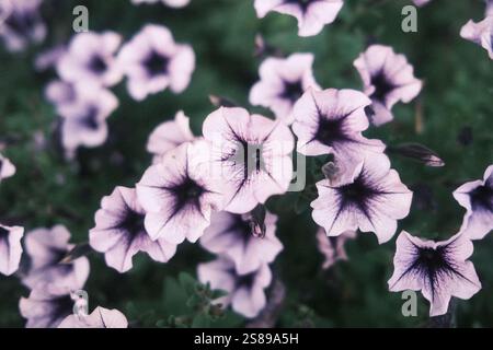 Un bouquet de fleurs violettes avec des centres noirs. Les fleurs sont dans un champ et sont très proches les unes des autres Banque D'Images