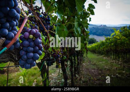 Une vue pittoresque des raisins suspendus aux vignobles luxuriants en Toscane, en Italie, par une journée ensoleillée. La scène parfaite du pays viticole. Banque D'Images