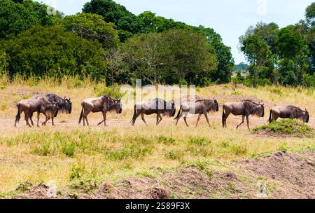 Troupeau de gnous (connochaetes taurinus) en lignée, réserve nationale Maasai Mara, Kenya, Afrique Banque D'Images