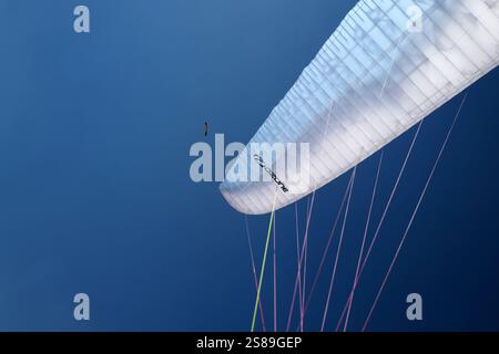 Un vautour égyptien - Neophron percnopterus - volant aux côtés d'une aile de parapente Banque D'Images