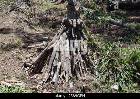 arbre avec de larges racines au-dessus du sol dans la lumière du soleil intense Banque D'Images