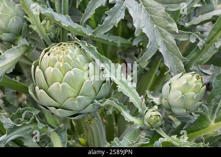Bourgeons de fleurs d'artichaut comestibles en maturation, 'Cynara cardunculus var. Scolymus', pousses latérales, également connu sous le nom d'artichaut Green Globe, Californie, Banque D'Images