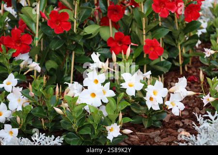 bouquet de fleurs blanches brillantes avec centre jaune contre fleurs rouges Banque D'Images