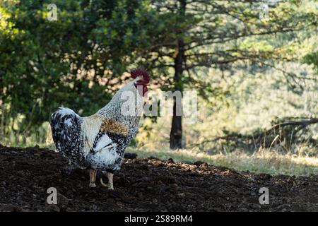 Un coq à l'apparence frappante parcourt fièrement une cour de ferme, mettant en valeur ses plumes vibrantes. Les grands arbres offrent une toile de fond, projetant de douces ombres Banque D'Images