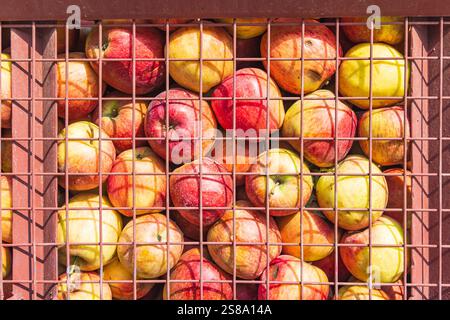 Berna Bugh, Kangan, Inde. Pommes fraîches sur un camion. Banque D'Images