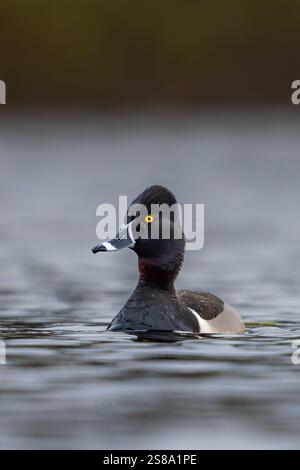 Un canard à cou annelé mâle flotte devant mon kayak sur Lost Lake dans le comté de Door, Wisconsin. Banque D'Images