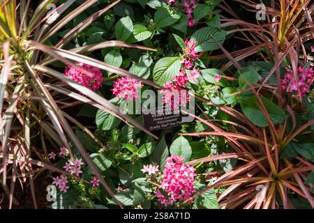 Cluster d'étoiles égyptiennes en fleurs avec des fleurs rouges éclatantes et un feuillage vert luxuriant. La plante est accompagnée d'un panneau informatif, créant un educati Banque D'Images