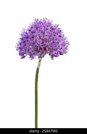 Fleur ornementale violette Allium découpée isolée sur blanc Banque D'Images