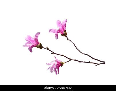 Rose Loebner Magnolia fleurs branches fleurissant dans la découpe isolée du printemps sur blanc Banque D'Images