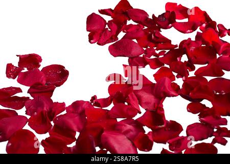 Pétales de rose rouge avec gouttes d'eau et mise au point sélective isolée Banque D'Images