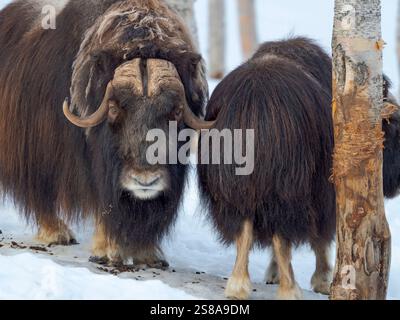 Taureau et femelle. boeuf musqué dans la neige profonde pendant l'hiver. Scandinavie, Norvège, Bardu, Polar Park. Banque D'Images