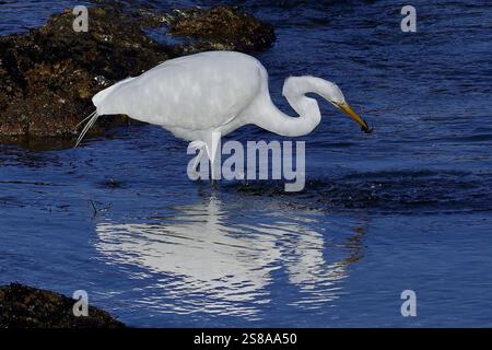 Pacific Grove, Californie, États-Unis. 21 janvier 2025. L'aigrette blanche enneigée (Egretta thula) attrape un très petit poisson. Les aigrettes Snowy White Scurry autour de l'eau pendant qu'elles chassent, .qui est beaucoup plus actif que les autres hérons et aigrettes, .qui restent immobiles et traquent silencieusement leurs proies. (Crédit image : © Rory Merry/ZUMA Press Wire) USAGE ÉDITORIAL SEULEMENT! Non destiné à UN USAGE commercial ! Banque D'Images