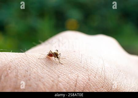 Dangereux paludisme infection moustique morsure de peau. Leishmaniose, encéphalite, fièvre jaune, dengue, maladie du paludisme, Virus Zika Mayaro Culex infectieux Banque D'Images