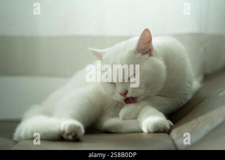 Un chat blanc dort sur un canapé. Le chat lèche sa patte. Le chat est détendu et confortable Banque D'Images