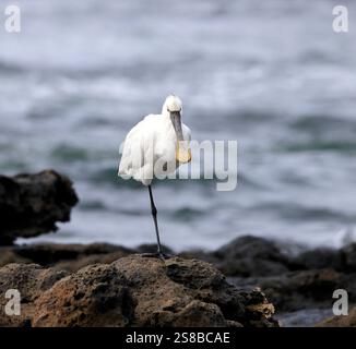 Alimentation en bec de cuillère, Platalea leucorodia, El Cotillo, Fuerteventura, Îles Canaries. Espagne. Banque D'Images