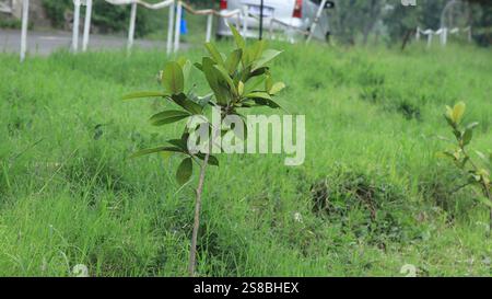 Un jeune arbre poussant dans un champ verdoyant, symbolisant les nouveaux débuts et la beauté de la nature. Un rappel de la croissance, de la durabilité et de l'importance. Banque D'Images