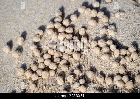 Crabe barboteur de sable, Scopimera Dotilla, camouflage sur la plage de sable, fond de texture de boules, environnement naturel côtier, détail étroit Banque D'Images