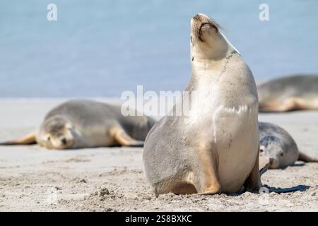 Otaries australiennes, Seal Bay, Kangaroo Island, Australie méridionale, phoques côtiers indigènes. destination de voyage éco-tourisme de la faune Banque D'Images