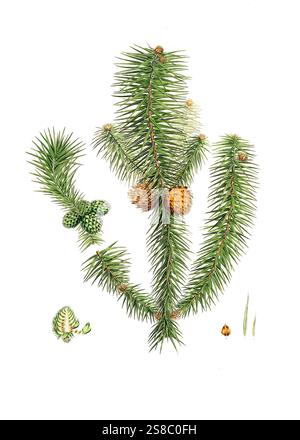 Spießtanne, Cunninghamia lanceolata, Pinus lanccolata, sapin à feuilles larges, Baum, Digital verbesserte Reproduktion eines original von Aylmer Bourke Lambert 1761 - 1842, englischer Botaniker, erschienen um 1810 Banque D'Images