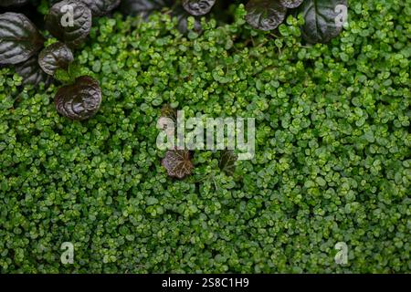 Soleirolia soleirolii Baby's Tears plante de couverture de sol, vert humide jardinage rustique conception d'aménagement paysager, toile de fond Banque D'Images