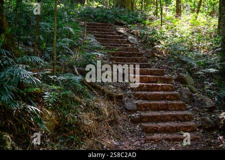 Escaliers en pierre marches dans la jungle luxuriante de la forêt tropicale, aventure explorer Walk Bush Walk randonnée, Bunya Mountains, Queensland Australie, voyage touristique écologique Banque D'Images