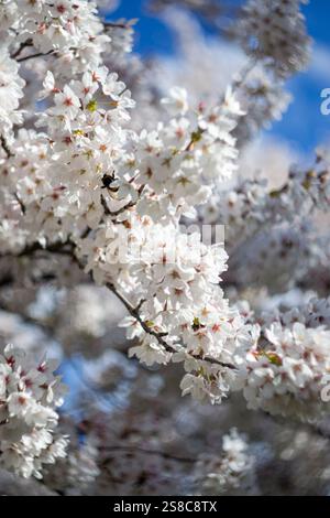 Vue d'un bourdon assis sur une branche de sakura florissante. Banque D'Images
