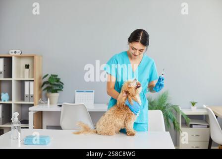 Jeune infirmière ou vétérinaire tenant la seringue debout avec un petit chien malade mignon dans la clinique vétérinaire. Banque D'Images