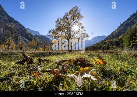 Érable Sycamore avec feuillage jaune automnal et Solaster endeca, grande base d'érable en automne, sommets rocheux derrière, Risstal dans l'Eng, Tyrol, A Banque D'Images