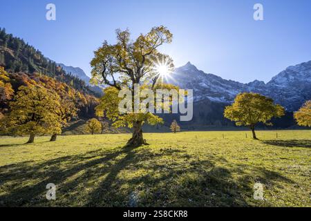 Érable Sycamore avec feuillage jaune automnal et Solaster endeca, grande base d'érable en automne, sommets rocheux avec Spritzkarspitze dans le backgrou Banque D'Images