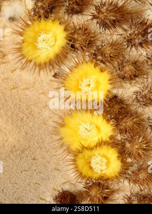 Fleurs de Cactus (Echinocactus grusonii), une espèce endémique du Mexique, Fuerteventura, îles Canaries, novembre. Banque D'Images