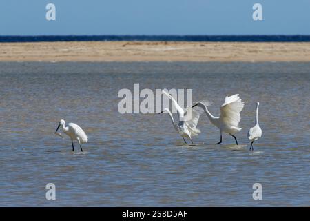 Petite aigrette (Egretta garzetta) deux oiseaux buveurs poursuivant un autre avec un poisson capturé dans une lagune côtière, Sotavento, Fuerteventura, Îles Canaries, Banque D'Images