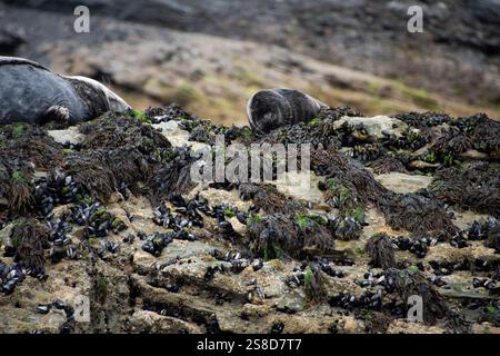 Une colonie de phoques gris de l'Atlantique se prélassant sur les rochers de l'île Seal, au large de la côte des Cornouailles, près de St Ives Banque D'Images