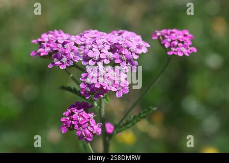 Verruelle commune, Achillea millefolium, fleurs violettes, plante médicinale traditionnelle Banque D'Images